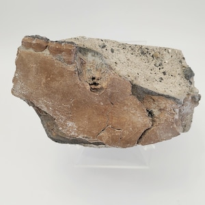 Fossil Horse Jaw With Teeth, Free Display Stand, Florida Pliocene