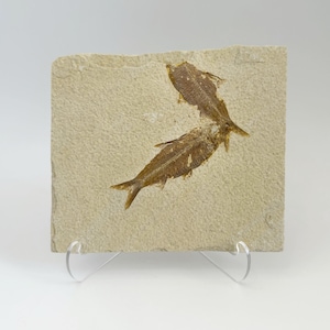 Fine Fossil Fish Plate With 2 Knightias, Eocene Age, Free Display Stand