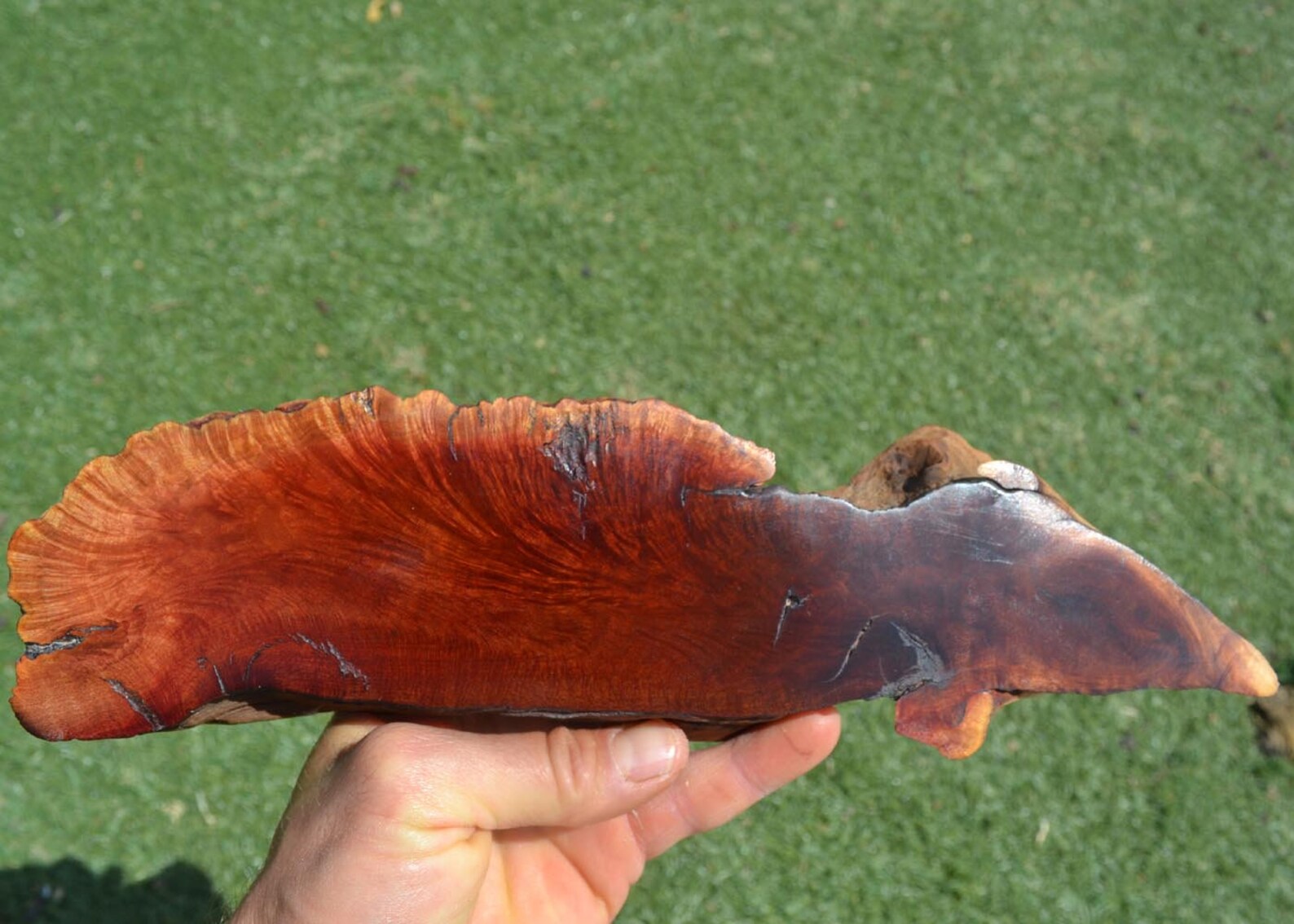 Amazing Manzanita Burl Wood Slab for Wall Mount Charcuterie Etsy