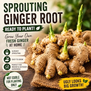 May include: Close-up of sprouting ginger root, ready to plant. The image features the text "Sprouting Ginger Root" and "Grow Your Own Fresh Ginger at Home." The ginger is brown with green sprouts, perfect for indoor and outdoor gardening.