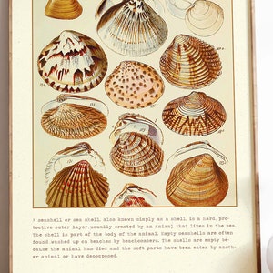 Set of 2 Vintage Seashells Bathroom Printables | Nautical Wall Decor ...