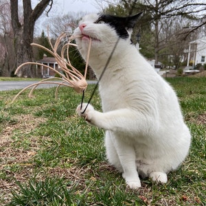 Cat Toy with 11 Tantalizing Tentacles Dye Free Leather Meowsers! image 6