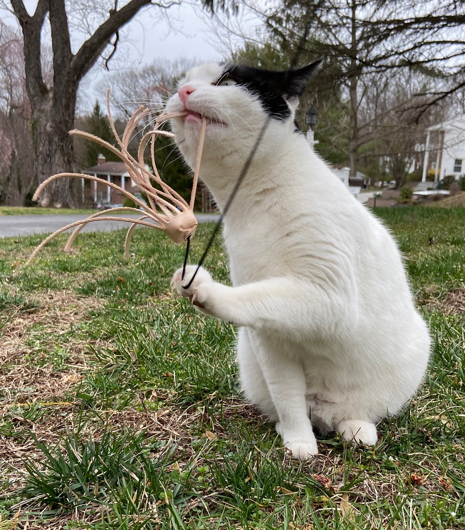 2 Interchangeable Dye Free Leather Cat Toys Etsy