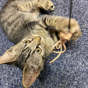 Cat Toy with 11 Tantalizing Tentacles Dye Free Leather Meowsers! image 8