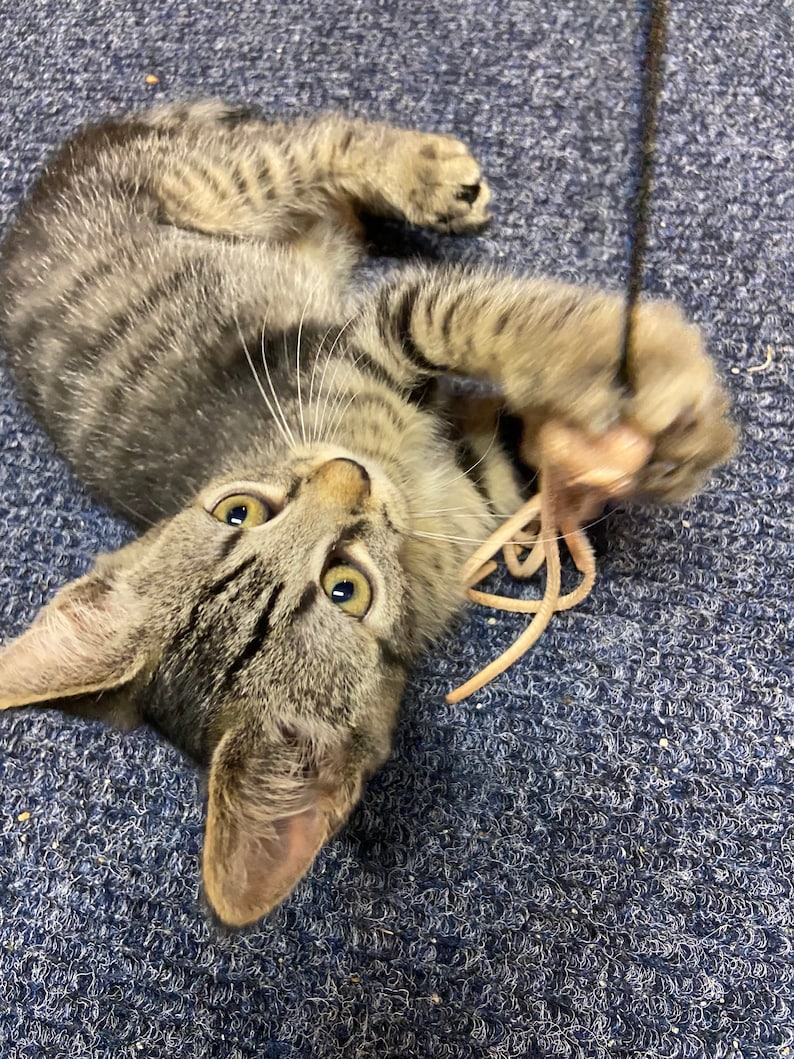 Cat Toy with 11 Tantalizing Tentacles Dye Free Leather Meowsers! image 8