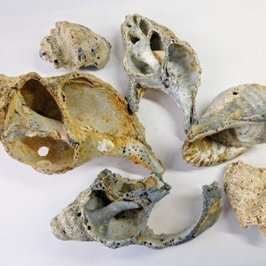 Antique Fossil Seashell Set: Large Conch Shells, Terrarium Decor