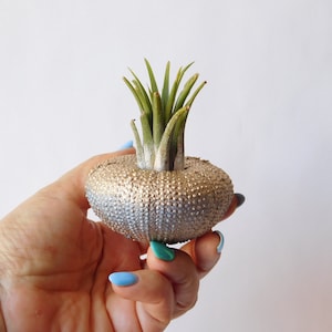 Air plant holder Sea urchin. Gold and blue sea urchin jellyfish. Decorative pendant sea urchin. Shells for air plants. Tillandsia air plant.