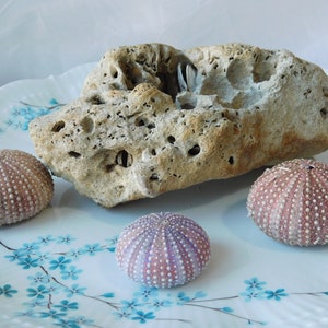 Natural holey rock fish tank terrarium decor.  Aquarium rock. Sculpture stalagmite craft, art supplies.Sandstone enclosure  for spiders