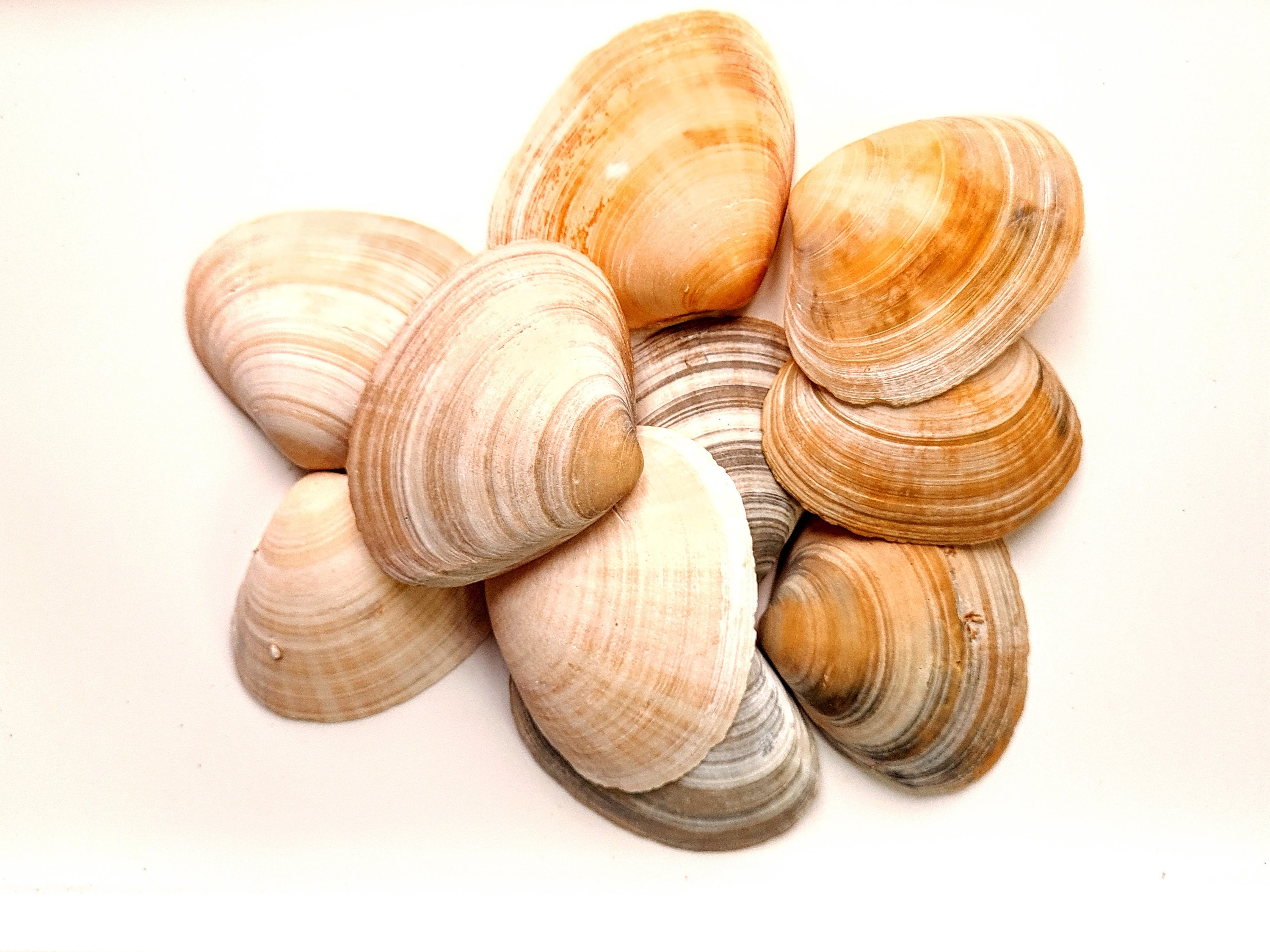 Large Clam Shells Seashells. Seashell Bulk. Beach Natural Art Decor. Hand  Craft, Art Set Shells Aquarium, Terrarium, Mini Garden -  Canada
