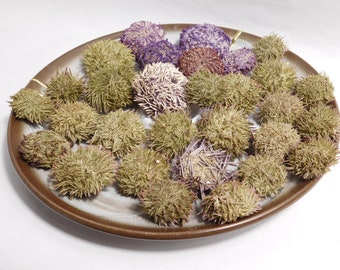 30 pcs dried spines sea urchins spines intact. Sea life supplies coastal cabinet. Collectible curiosities ocean oddities, science gifts.