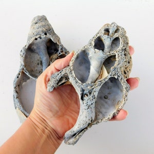 Könnte beinhalten: Zwei graue, poröse Muscheln mit einem Loch in der Mitte. Die Muscheln werden in einer Hand gehalten.
