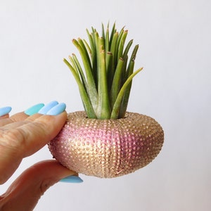 Air plant holder Sea urchin. Gold and pink sea urchin jellyfish. Decorative pendant sea urchin. Shells for air plants. Tillandsia air plant.
