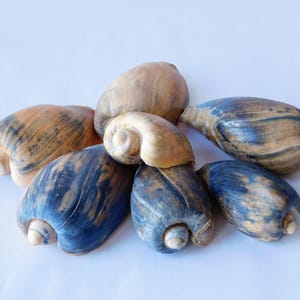 May include: A group of six seashells with a variety of colors and patterns. The shells are a mix of brown, tan, and blue. Some of the shells have a spiral shape, while others are more elongated.