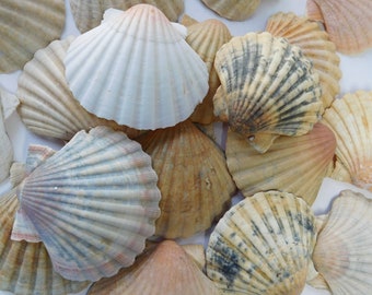 Conchas de vieira de pata de león (20): Decoración náutica para acuarios, artesanía costera