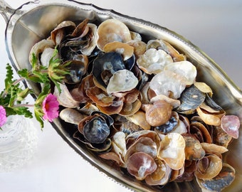 Bulk Atlantic jingle shells. Black, brown, beige seashells. Supplies crafts coastal home decor. Jingle Seashell Mermaid Toenails for jewelry