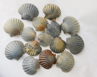 Conchas de vieira de pata de león: decoración para acuarios costeros, guirnalda náutica