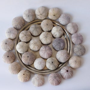 Sea Urchin Shell Ornaments.Natural Sea Shell. Air Plant Display. Sea Urchin Craft. Natural Seashells. Beach Wedding Favors. Seashell Urchin.
