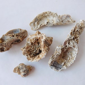 Fossile Muscheln (5 Stück): Exotische Treibmuscheln, Terrarium Dekoration