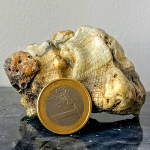 Könnte beinhalten: Nahaufnahme einer weißen und braunen versteinerten Muschel mit einer goldfarbenen Euro-Münze daneben.