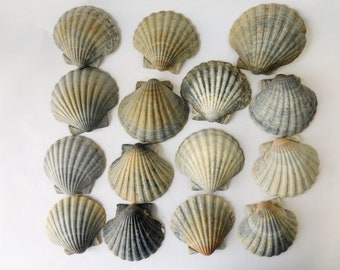 Conchas de vieira de pata de león: decoración náutica para acuarios, guirnalda costera