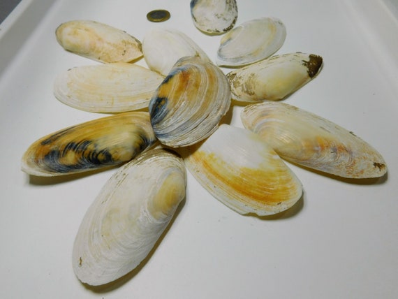 Shells Paper Party Kids Beach Natural Art Decor Large Clam Shells Seashells Seashell Bulk Hand Craft Art Set Shells Aquarium Terrarium Mini Garden