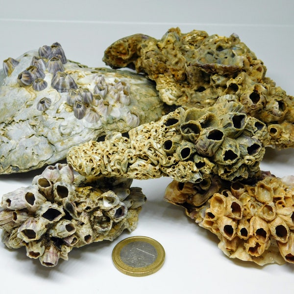 Large 5 pieces Mediterranean Seashells with barnacle clusters. Terrarium decor. Wedding decor. Vivarium decor. Colourful seashells for decor