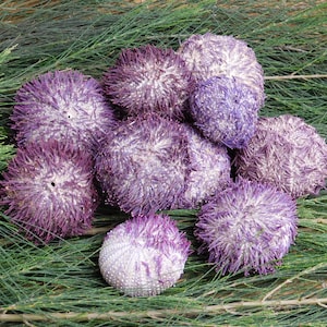 May include: A group of eight purple sea urchins with spiky shells arranged on a bed of green pine needles.
