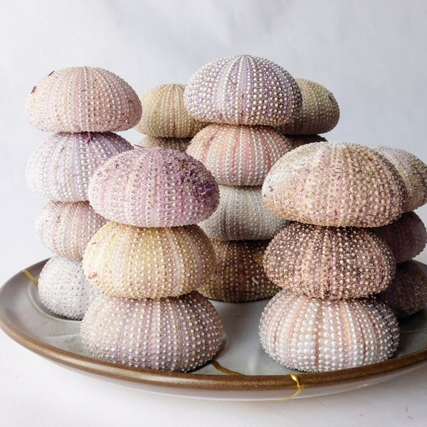 Bulk pink beige urchin 20 pcs. Pink sea urchins shell. Craft sea urchin. Jewelry, air plant holder, beach decor, ocean patio, art mosaic.