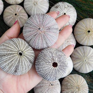 20 medium beige sea urchins. Sea life supplies coastal cabinet. Jewelry сraft, air planter nature, coastal living decor, ocean office patio.