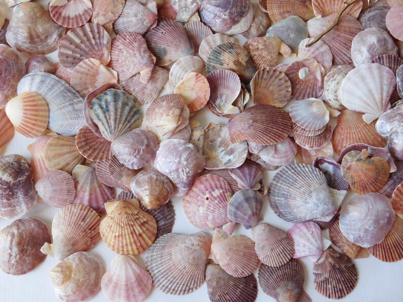 300 Mosaic Pink Shells Set. Pink Mini Sea Scallop Shells. Pink Sea ...