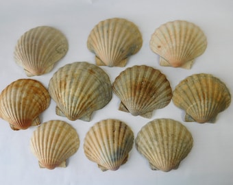 Conchas de vieira de pata de león: decoración náutica para acuarios, corona costera