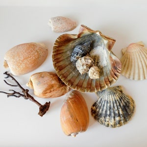 May include: A collection of seashells in various shapes, sizes, and colors, including a large scallop shell, a small spiral shell, and a few smaller shells. The shells are arranged on a white surface.