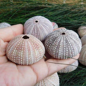 Bulk medium urchin 30 pcs. Mixes sea urchins shell. Craft sea urchin. Jewelry, air plant holder, beach decor ocean patio, art mosaic.