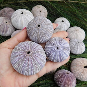Purple sea urchins shells. Raw colored urchin shells. Craft sea urchins. Jewelry, air plant holders, beach decor, ocean patio, art mosaic.