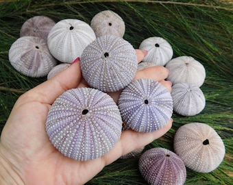 漂白された白いウニの殻 1-1/2