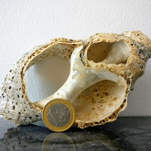 Antike gebrochene Muschelschale: Strand-Dekor, Terrarium Display ( 5x3,25x 2 Zoll)
