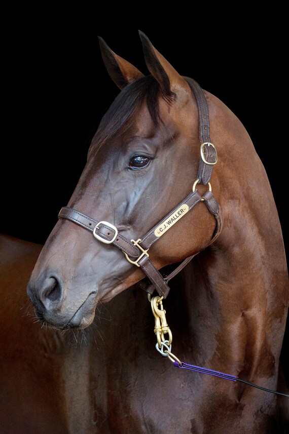 winx horse caps