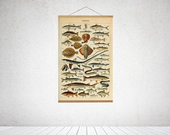 Fish Poster A1 Poster Fish Print Fishing Poster Fish Art Nature Poster Vintage Nature Print Large Poster Vintage Fish Poster Framed Print