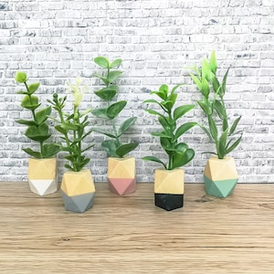 May include: Five small potted plants with geometric planters in various colors. The planters are made of concrete and have a light wood finish. The plants are green and leafy.