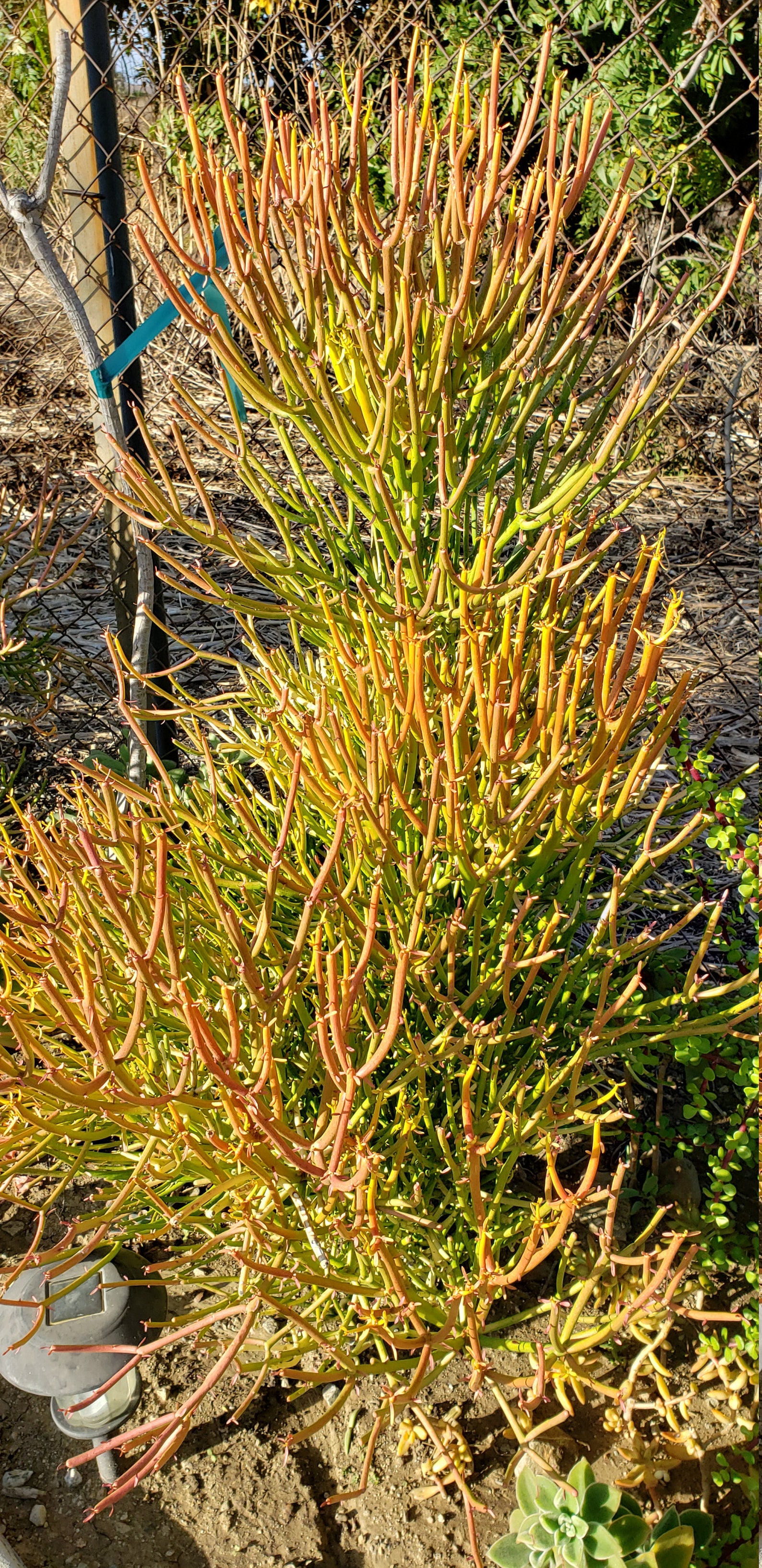 Pencil cactus firestick plant Euphorbia tirucalli 25 Etsy