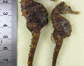 Real Seahorse Decor Etsy