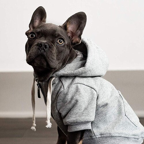 Light Grey Dog Hoodie // Lightweight Dog Coat // Sizes XXS Etsy