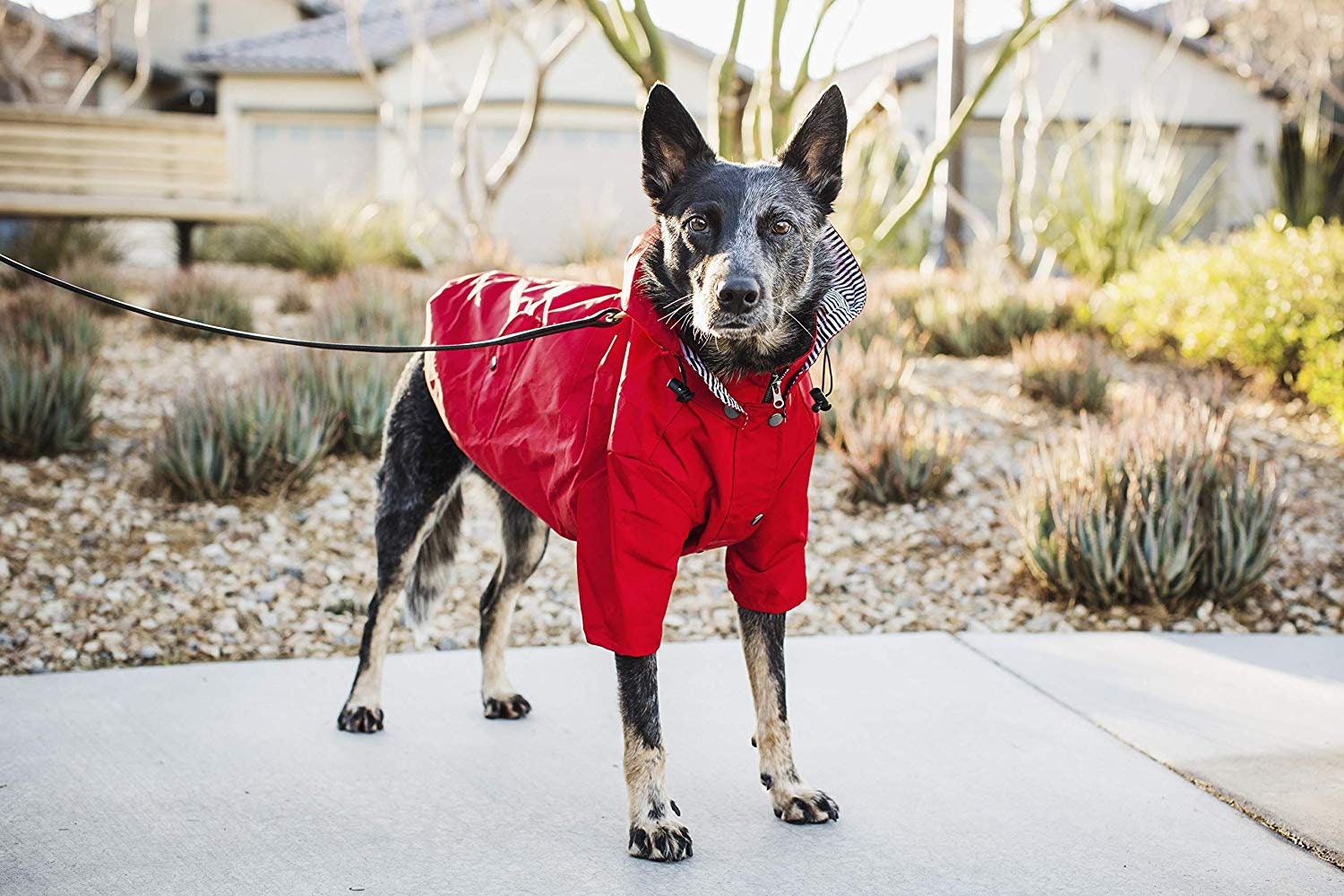 Red Dog Raincoat Waterproof Dog Jacket for All Breeds Etsy