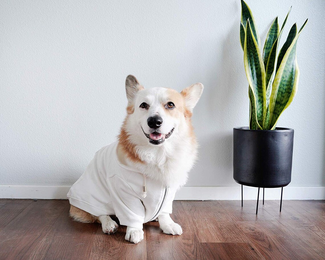 Off white dog hoodie Clearance