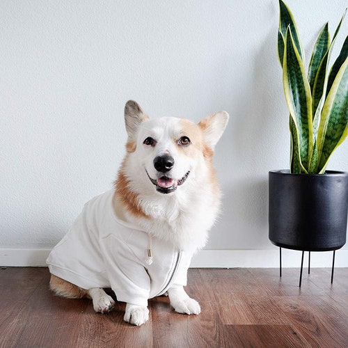 off white dog clothes