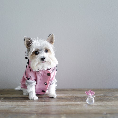 Dog Raincoat // Waterproof Dog Jacket for All Breeds // Etsy