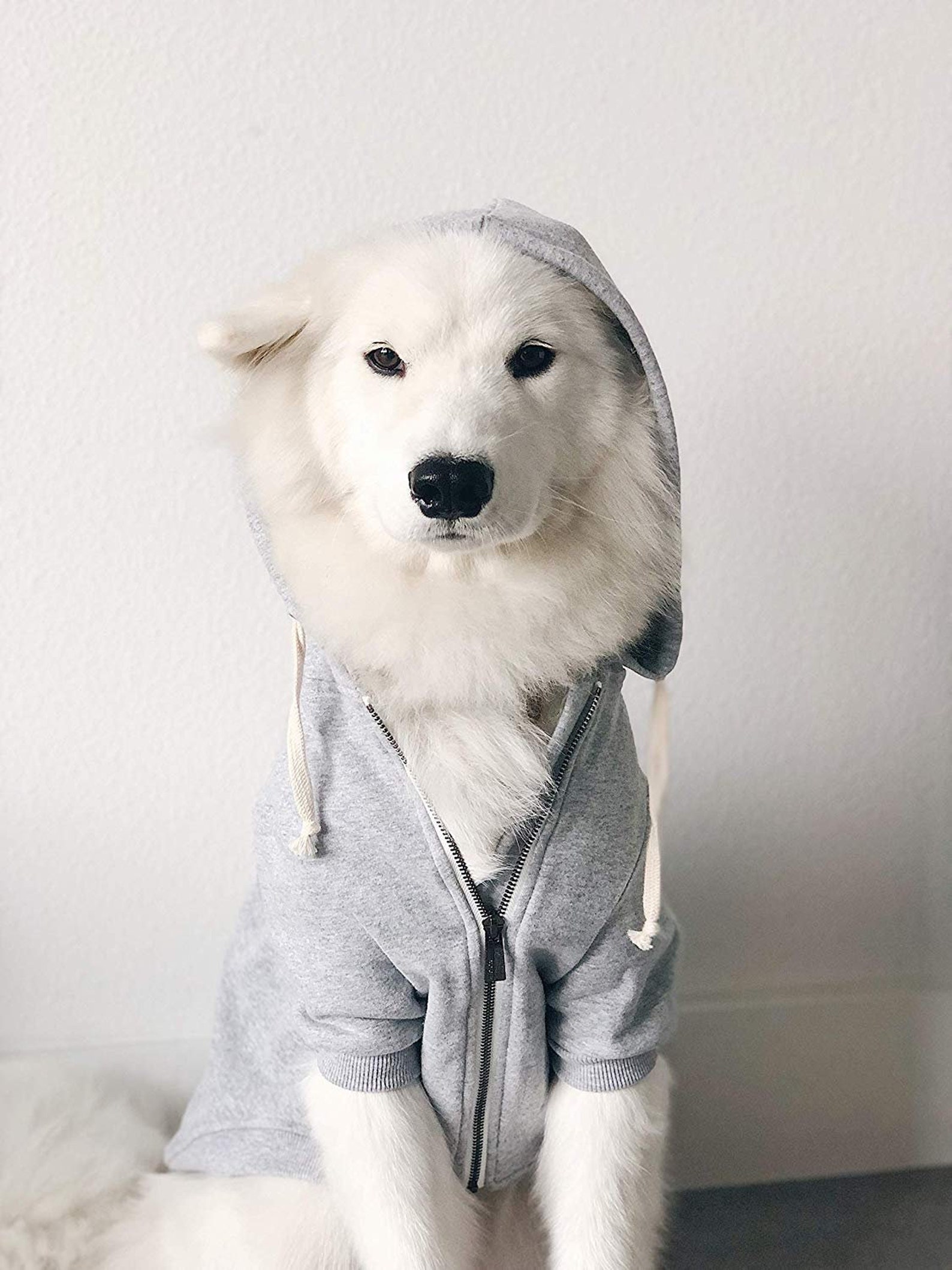 Light Grey Dog Hoodie // Lightweight Dog Coat // Sizes XXS Etsy