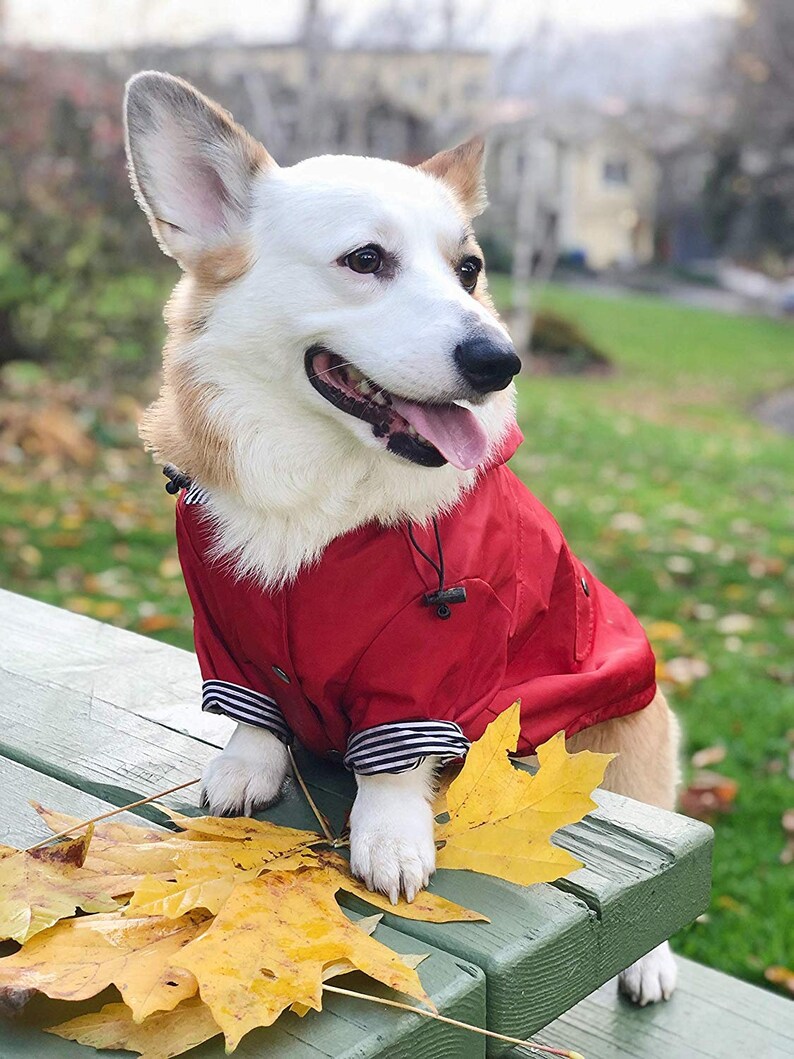 Red Dog Raincoat // Waterproof Dog Jacket for All Breeds // Etsy
