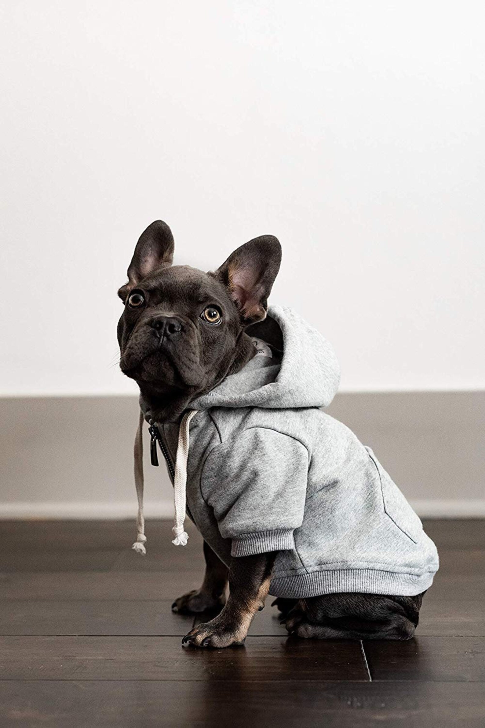 Light Grey Dog Hoodie // Lightweight Dog Coat // Sizes XXS Etsy