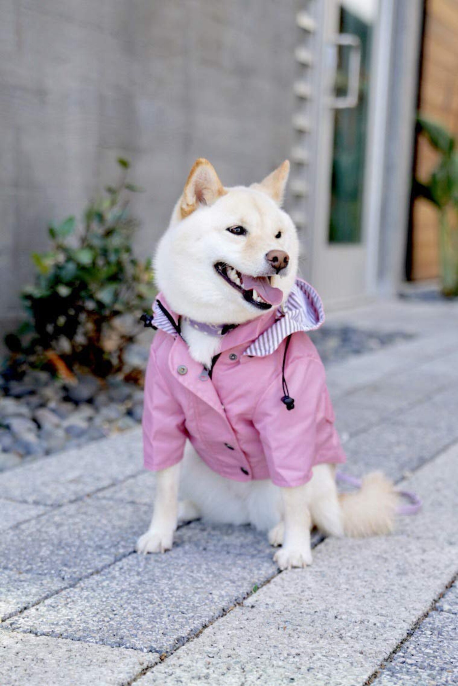 Pink Dog Raincoat // Waterproof Dog Jacket for All Breeds // Etsy